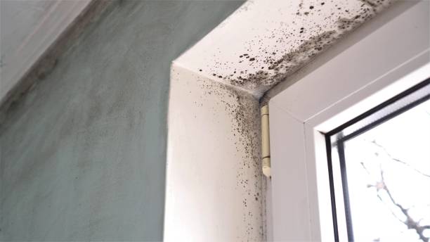 Professional Mold Remediation in Swisher, IA